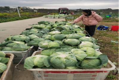 食用農(nóng)產(chǎn)品零售市場(chǎng)新觀察 品質(zhì)、渠道與消費(fèi)趨勢(shì)的嬗變